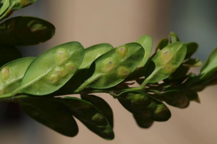 Lutte contre les parasites et les maladies - Buis