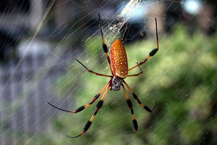 Spider Nephil - Les plus grandes araignées du monde