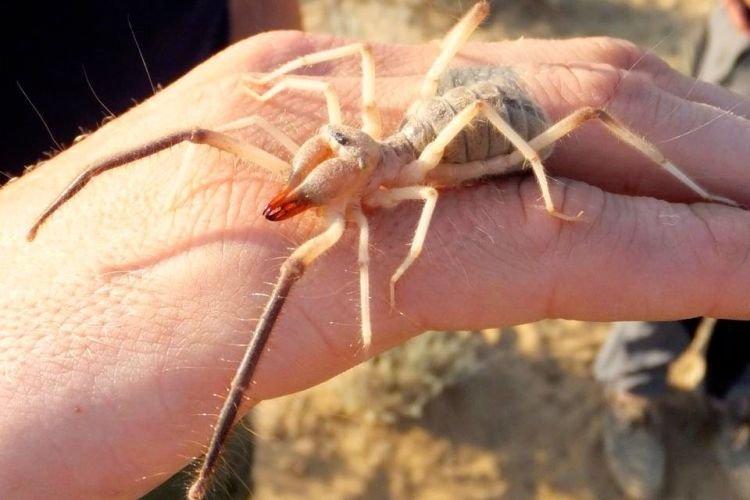 Araignée chameau - Les plus grandes araignées du monde