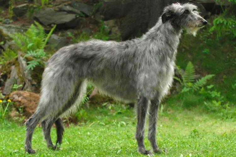 Scottish Deerhound - Les plus gros chiens du monde