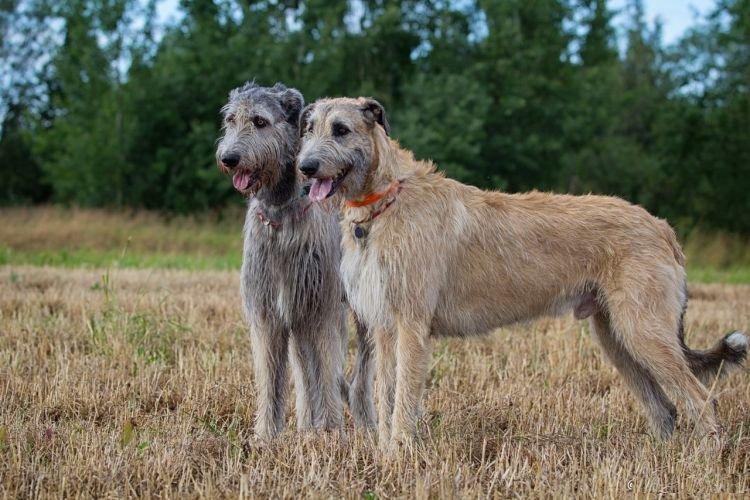 Irish Wolfhound - Les plus grands chiens du monde