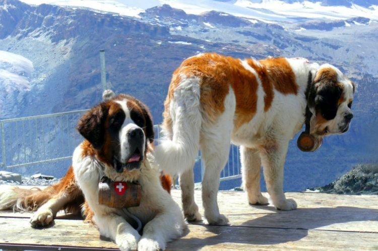 Saint Bernard - Les plus gros chiens du monde