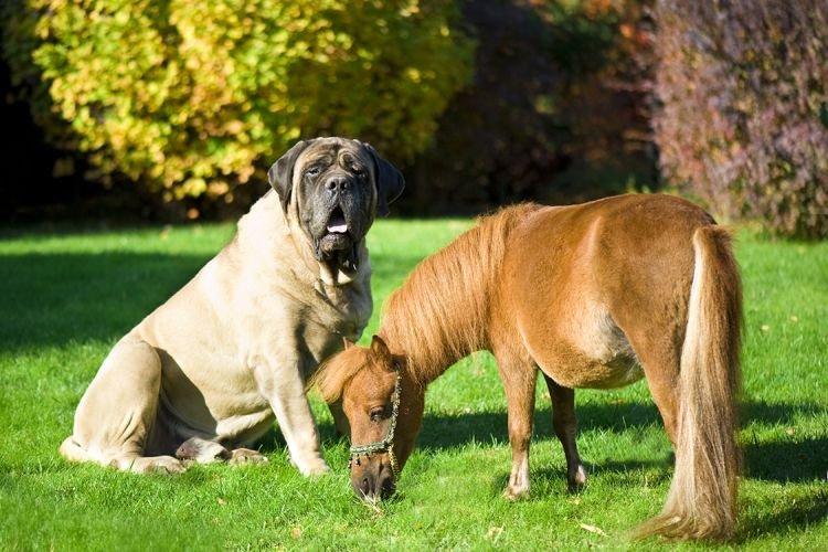 Mastiff anglais - Les plus gros chiens du monde