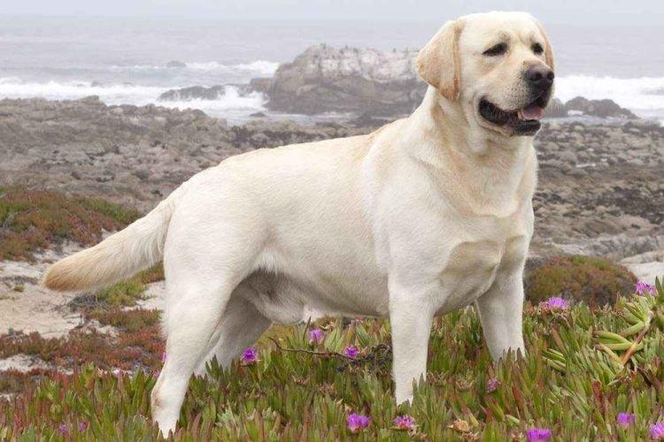 Labrador Retriever - Les races de chiens les plus gentilles