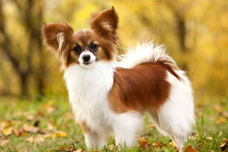 Papillon - Les races de chiens les plus gentilles