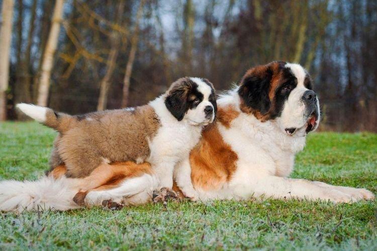 Saint Bernard - Les races de chiens les plus gentilles