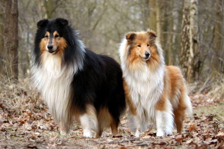 Collie - Les races de chiens les plus gentilles