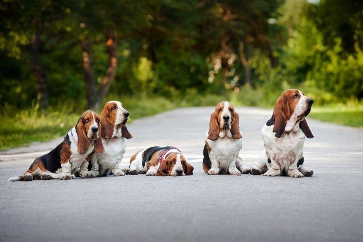 Basset Hound - Les races de chiens les plus gentilles