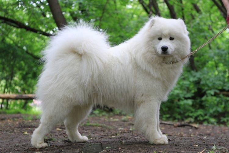 Samoyède Laika - Les races de chiens les plus gentilles