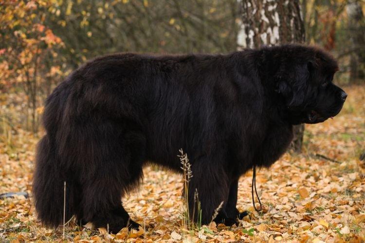Terre-Neuve - Les races de chiens les plus gentilles