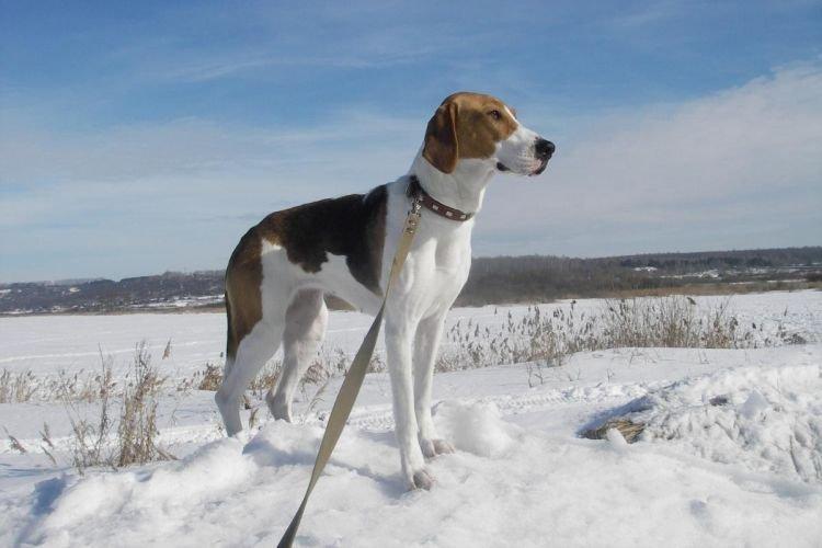Lévrier russe - Les races de chiens les plus gentilles