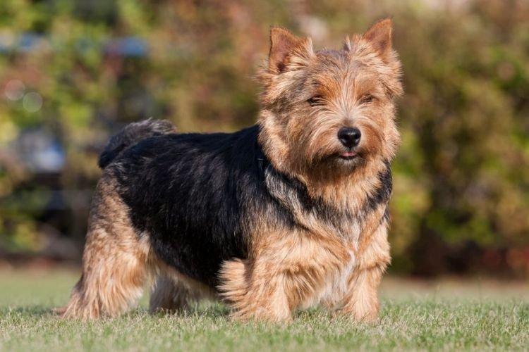 Norwich Terrier - Les races de chiens les plus gentilles