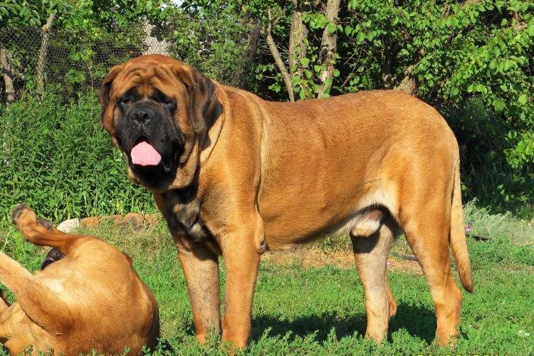 Mastiff anglais - Les races de chiens les plus gentilles