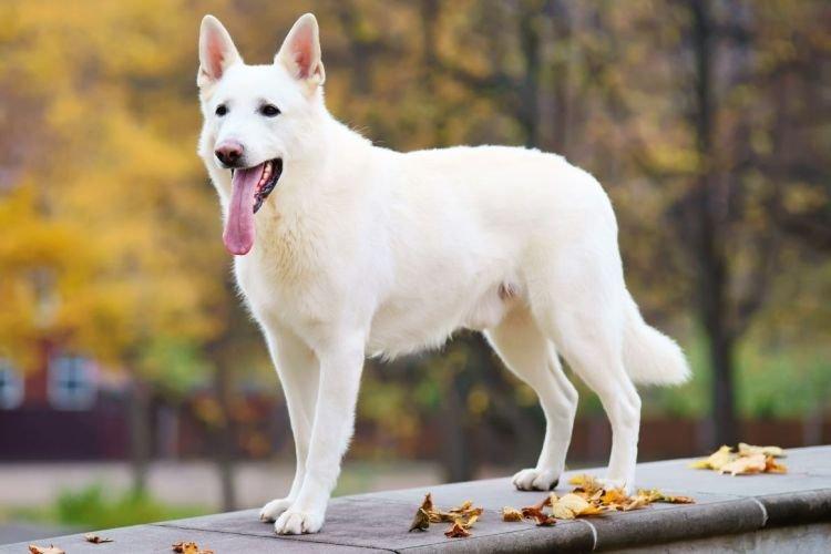 Berger Blanc Suisse - Les races de chiens les plus gentilles