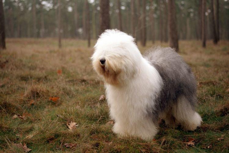 Bobtail - Les races de chiens les plus gentilles