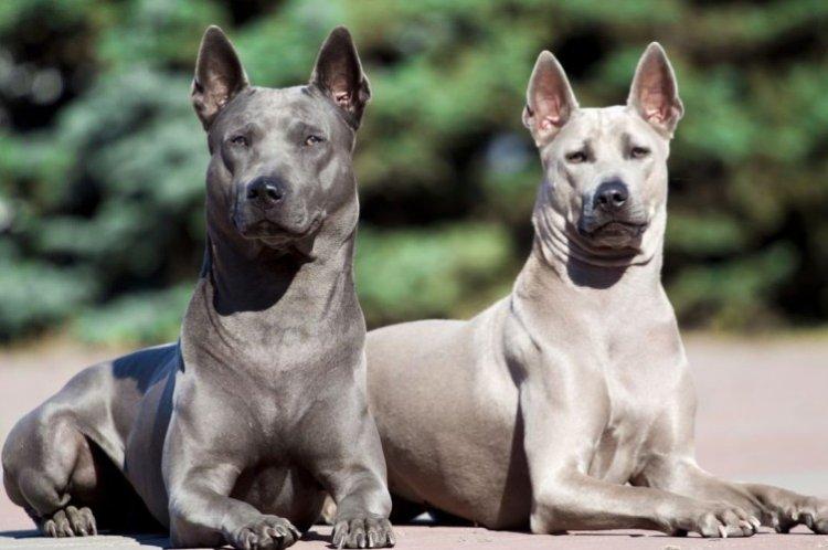 Thai Ridgeback - Les races de chiens les plus chères au monde