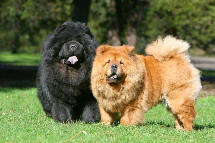 Chow Chow - Les races de chiens les plus chères du monde