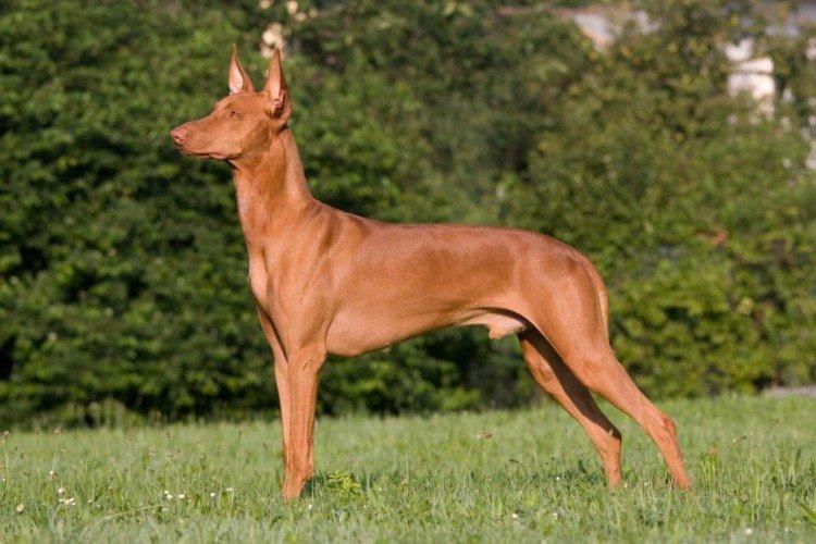Pharaoh Hound - Les races de chiens les plus chères au monde