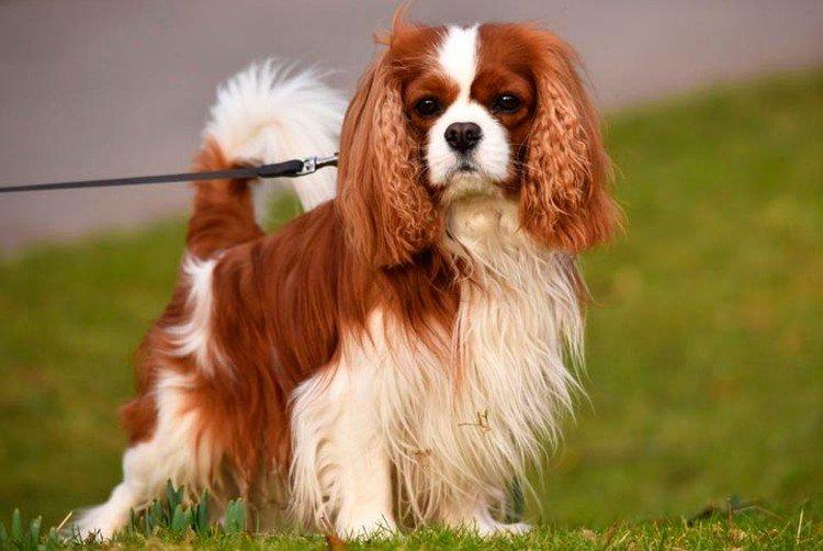 Cavalier King Charles Spaniel - Les races de chiens les plus chères au monde