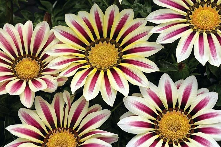 Gazania - Les plus belles fleurs du monde