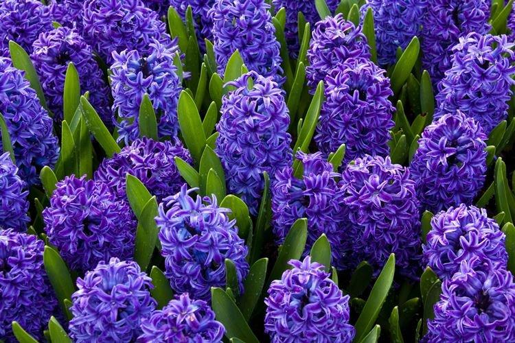 Jacinthe - Les plus belles fleurs du monde