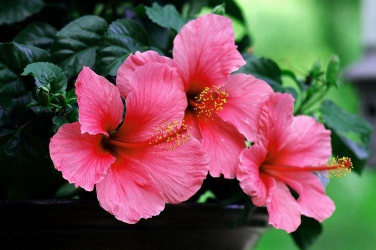 Hibiscus - Les plus belles fleurs du monde