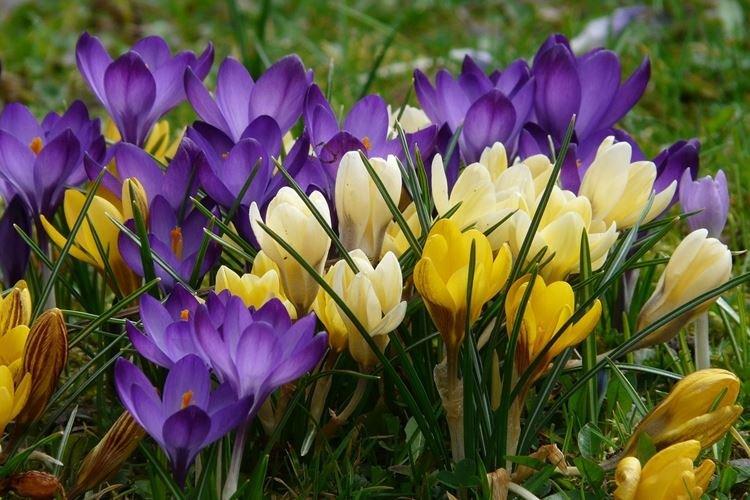 Crocus - Les plus belles fleurs du monde