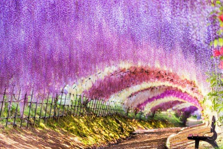 Kawachi Fuji Garden, Japon - Les plus beaux endroits du monde