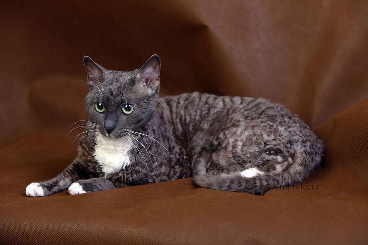 German Rex - Les plus belles races de chats