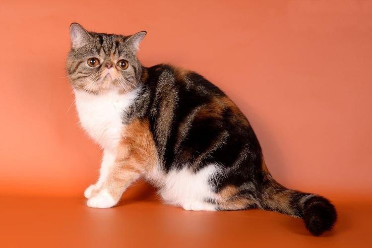 Exotic Shorthair - Les plus belles races de chats