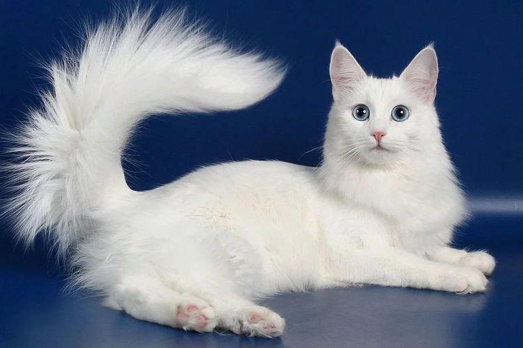Angora turc - Les plus belles races de chats