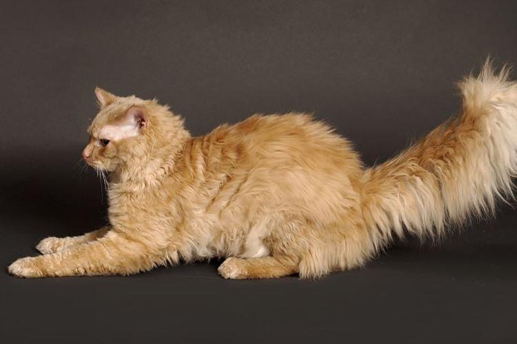Tennessee Rex - Les plus belles races de chats