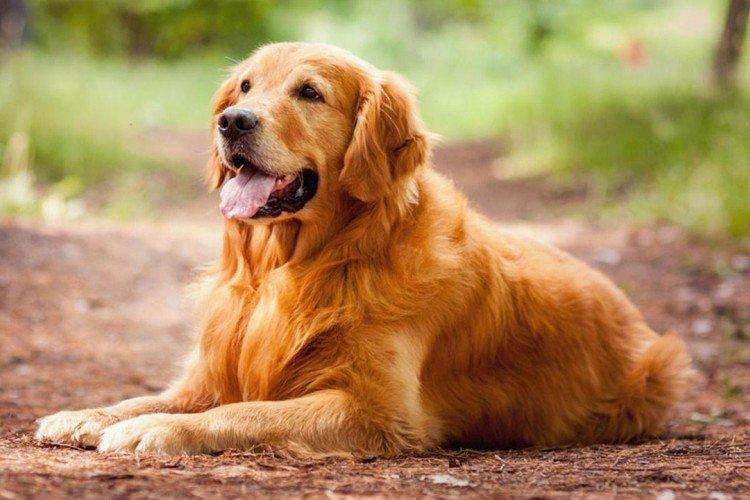 Golden Retriever - Les plus belles races de chiens