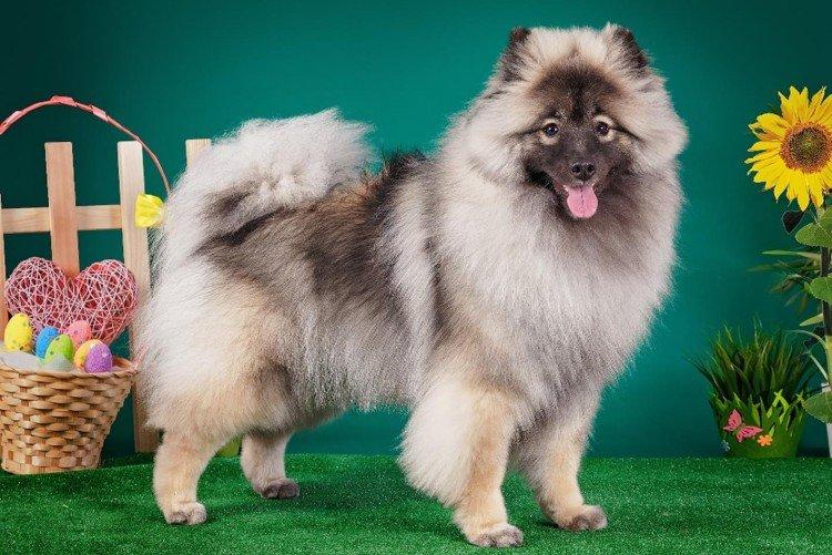 Keeshond - Les plus belles races de chiens
