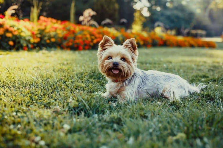 Yorkshire Terrier - Les plus belles races de chiens