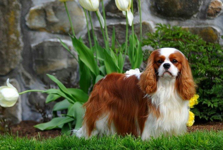 Cavalier King Charles Spaniel - Les plus belles races de chiens