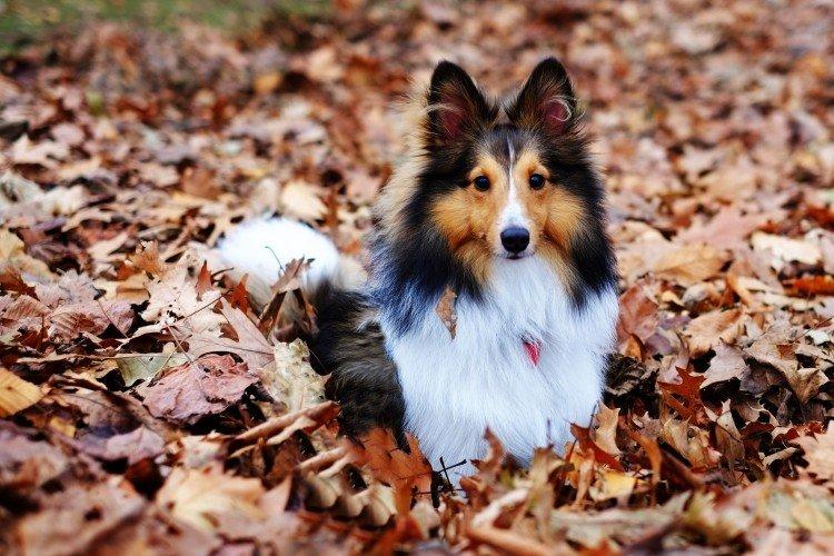 Sheltie - Les plus belles races de chiens