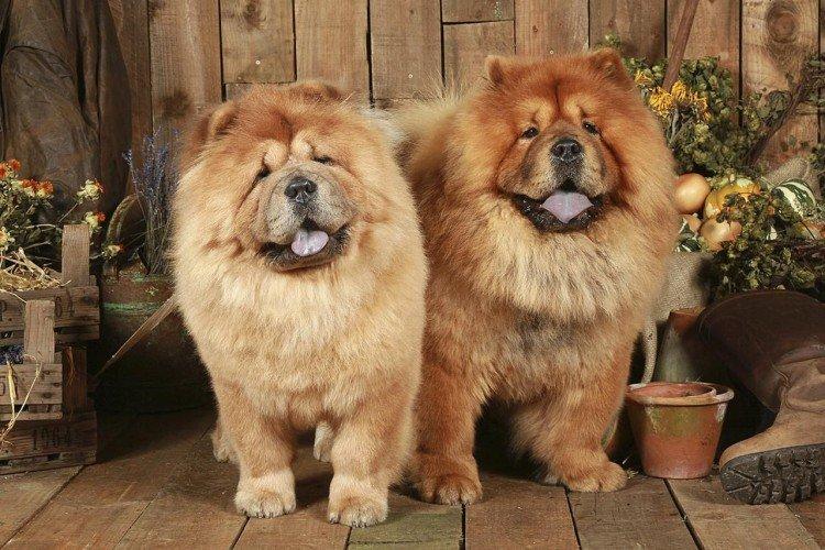 Chow Chow - Les plus belles races de chiens