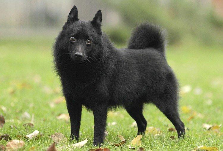 Schipperke - Les plus belles races de chiens
