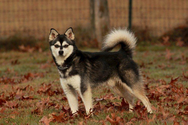 Alaskan Klee Kai - Les plus belles races de chiens