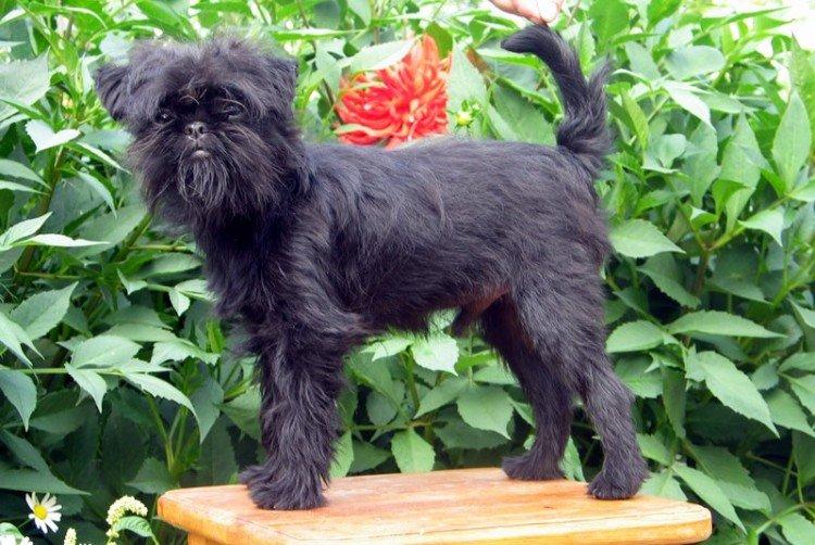 Affenpinscher - Les plus petits chiens du monde