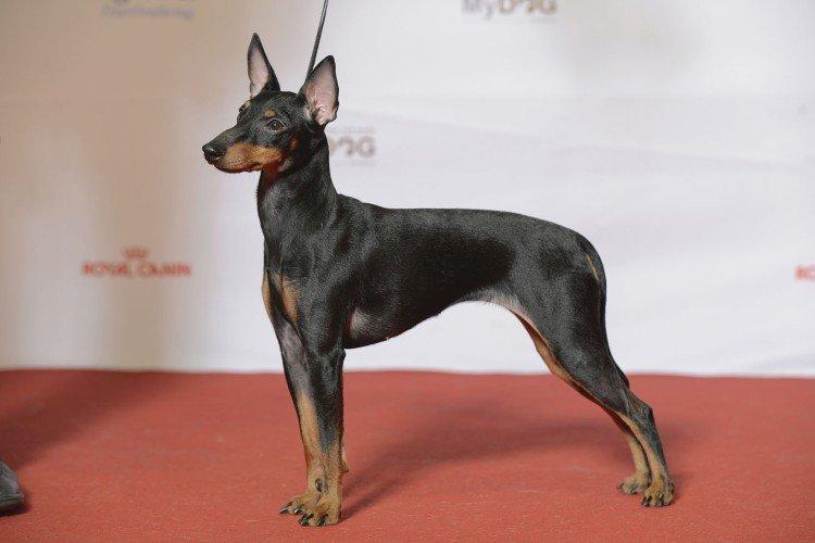 English Toy Terrier - Les plus petits chiens du monde