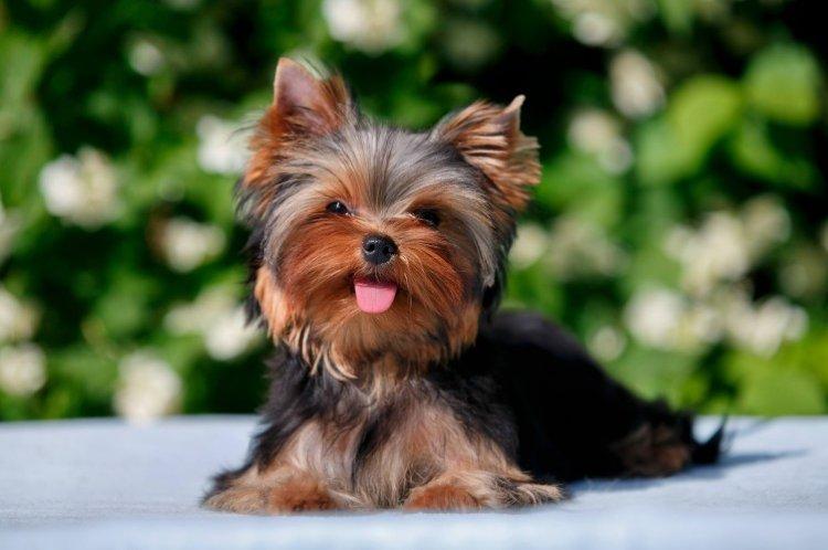 Yorkshire Terrier - Les plus petits chiens du monde