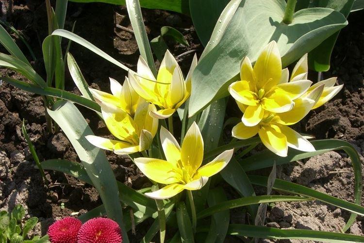 Tulipe botanique - Les fleurs les plus sans prétention pour une résidence d'été