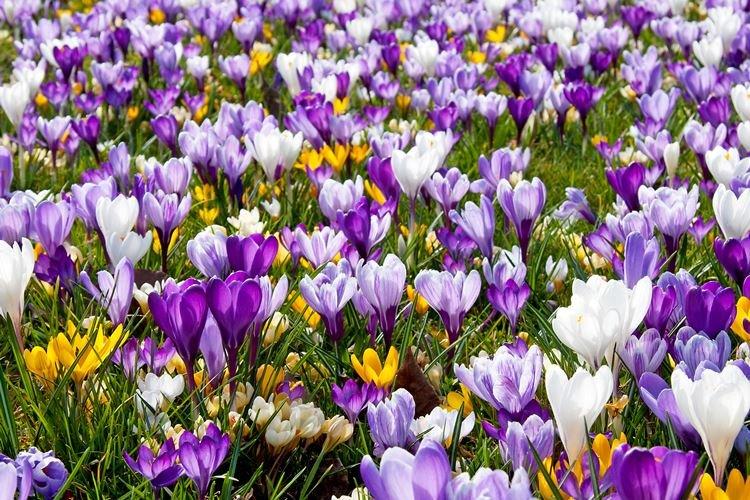 Crocus - Les fleurs les moins prétentieuses pour une résidence d'été