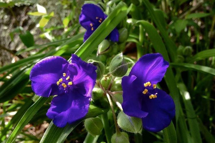 Tradescantia - Les fleurs les moins prétentieuses pour une résidence d'été