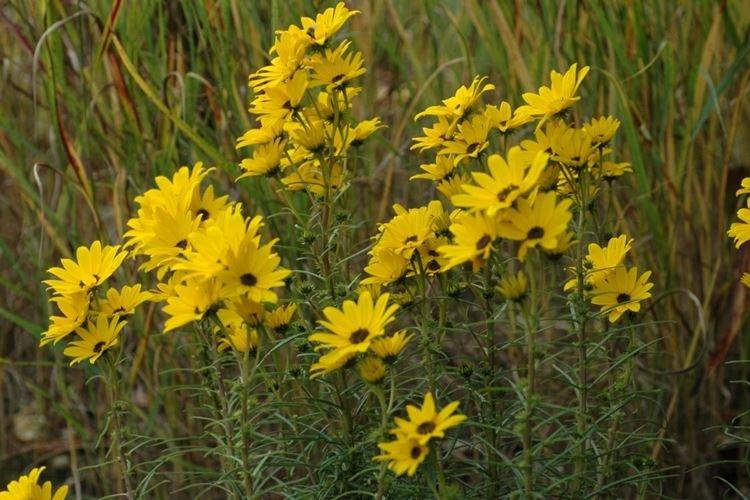 Tournesol de saule - Les fleurs les plus sans prétention pour une résidence d'été