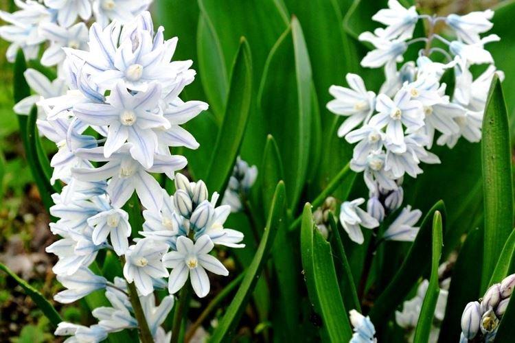 Pushkinia - Les fleurs les plus sans prétention pour une résidence d'été