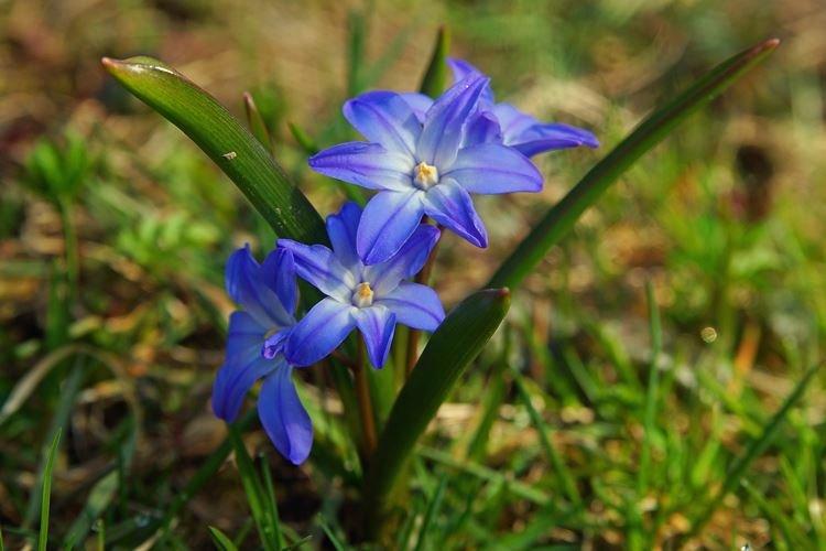 Chionodox - Les fleurs les moins prétentieuses pour une résidence d'été