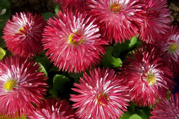 Asters - Les fleurs les moins prétentieuses pour une résidence d'été